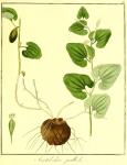 Vol. 09. Bild 23. Aristolochia pallida.