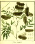 Vol. 09. Bild 40. Cassia acutifolia.