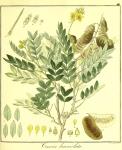 Vol. 09. Bild 41. Cassia lanceolata.