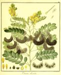 Vol. 09. Bild 42. Cassia obovata.