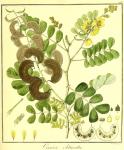 Vol. 09. Bild 43. Cassia obtusata.