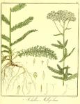 Vol. 09. Bild 45. Achillea millefolium.