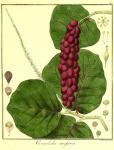 Vol. 10. Bild 04. Coccoloba uvifera.