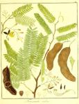 Vol. 10. Bild 41. Tamarindus indica.