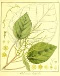 Vol. 10. Bild 42. Alchornea latifolia.