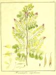 Vol. 10. Bild 44. Haematoxylon campechianum.