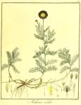 Vol. 10. Bild 47. Anthemis nobilis.