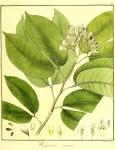 Vol. 11. Bild 06. Hymenaea venosa.