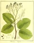 Vol. 11. Bild 07. Hymenaea latifolia.