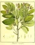 Vol. 11. Bild 09. Hymenaea confertifolia.