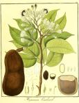 Vol. 11. Bild 10. Hymenaea courbaril.