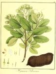 Vol. 11. Bild 16. Hymenaea sellowiana.