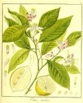 Vol. 11. Bild 27. Citrus medica.