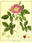 Vol. 11. Bild 30. Rosa gallica.