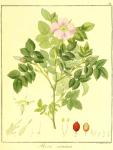 Vol. 11. Bild 32. Rosa canina.