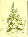 Vol. 11. Bild 36. Mentha viridis.