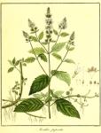 Vol. 11. Bild 37. Mentha piperita.