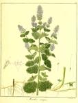 Vol. 11. Bild 38. Mentha crispa.