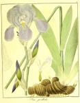 Vol. 12. Bild 03. Iris pallida.