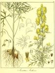 Vol. 12. Bild 11. Aconitum anthora.