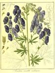 Vol. 12. Bild 14. Aconitum variabile neubergense.