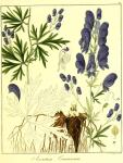 Vol. 12. Bild 15. Aconitum cammarum.