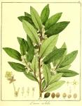 Vol. 12. Bild 18. Laurus nobilis.