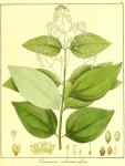 Vol. 12. Bild 20. Cinnamomum zeylanicum vulgare.