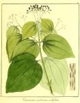 Vol. 12. Bild 21. Cinnamomum zeylanicum cordifolium.