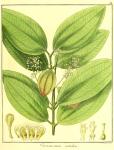 Vol. 12. Bild 22. Cinnamomum nitidum.