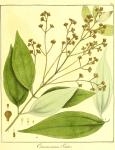 Vol. 12. Bild 24. Cinnamomum sintoc.