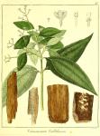 Vol. 12. Bild 25. Cinnamomum culitlawan.