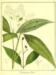 Vol. 12. Bild 26. Cinnamomum tamala.