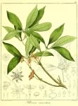 Vol. 12. Bild 29. Illicium anisatum.