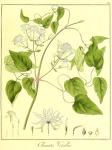 Vol. 12. Bild 32. Clematis vitalba.