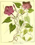 Vol. 12. Bild 33. Ipomoea purga.