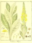 Vol. 12. Bild 38. Verbascum thapsus.