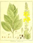 Vol. 12. Bild 40. Verbascum phlomoides.