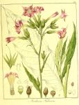 Vol. 12. Bild 41. Nicotiana tabacum.