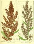 Vol. 13. Bild 04. Rumex aquaticus. Rumex hydrolapathum.