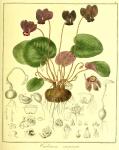 Vol. 13. Bild 08. Cyclamen europaeum.