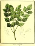 Vol. 13. Bild 12. Ornus rotundifolia.