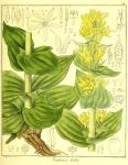 Vol. 13. Bild 28. Gentiana lutea.