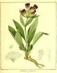 Vol. 13. Bild 31. Gentiana purpurea.