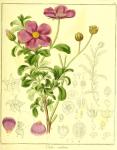 Vol. 13. Bild 33. Cistus creticus.