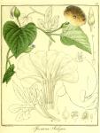 Vol. 13. Bild 37. Ipomoea jalapa.