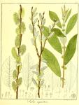 Vol. 13. Bild 44. Salix aquatica.