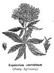 Eupatorium (BW)