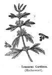 Motherwort (BW)