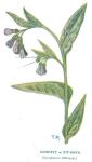 Comfrey